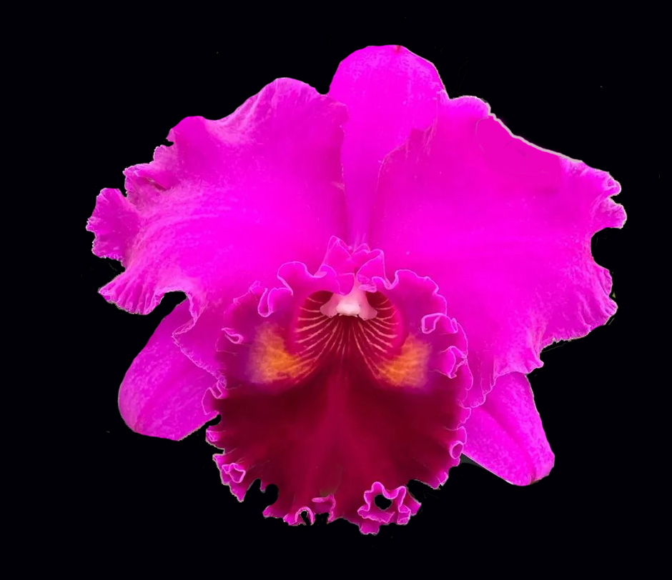 Rhyncholaeliocattleya(RLC) Bill Coppenhaver