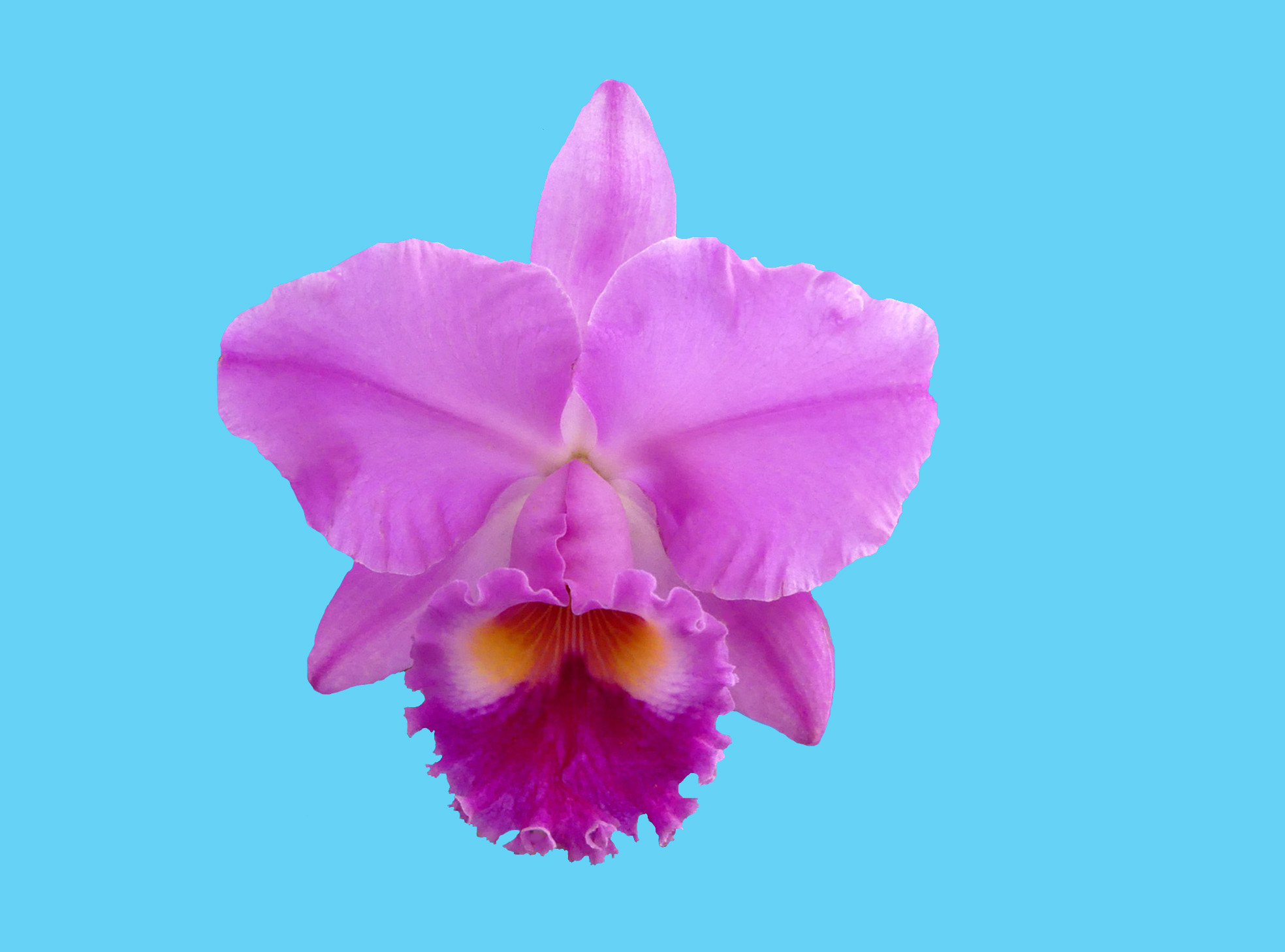 Rhyncholaeliocattleya Emmaline Hope Basye