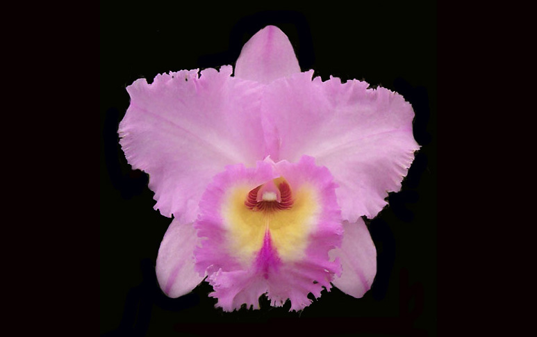 Rhyncholaeliocattleya Maria Silva Williams 