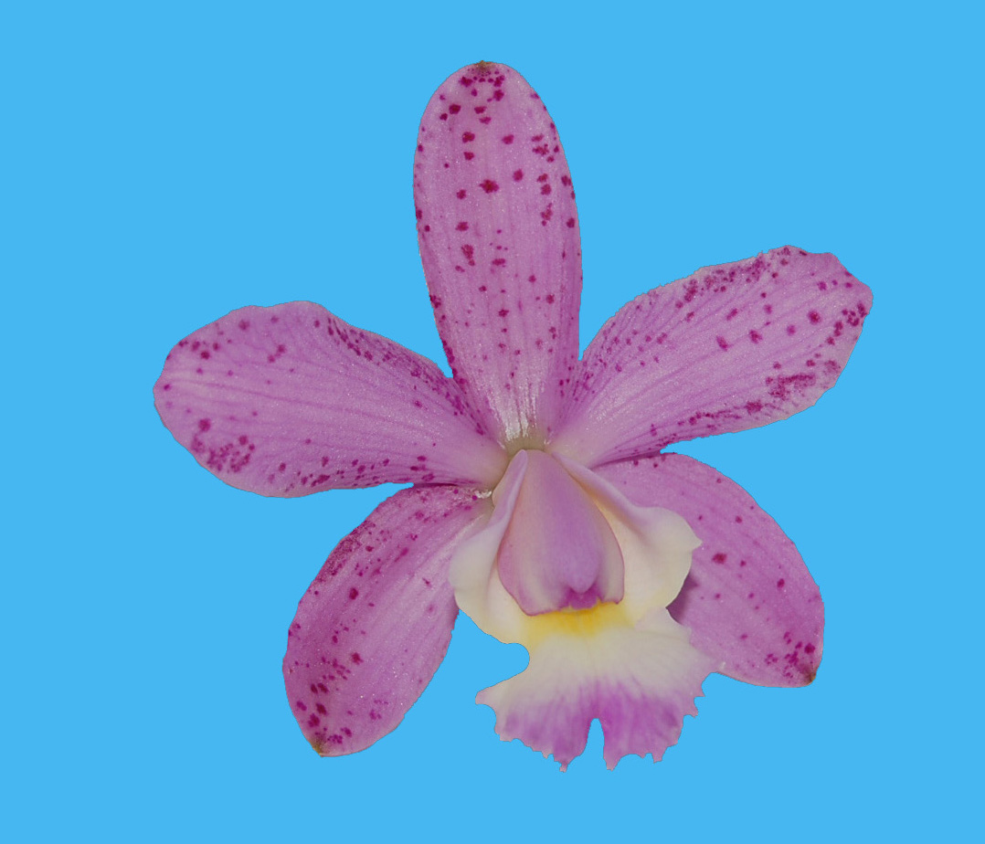 Cattleya Nathaniel Christopher Drummond