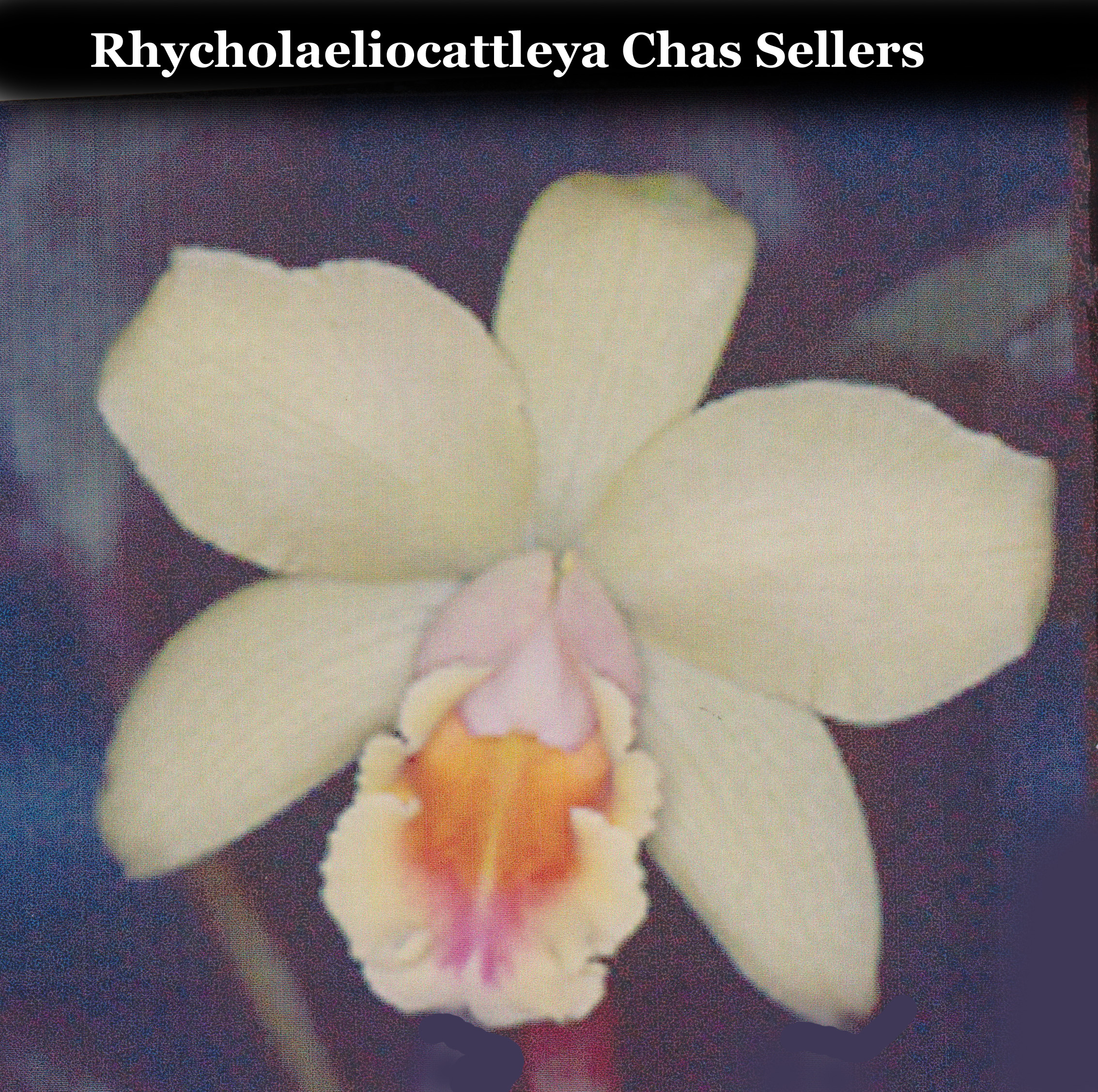 Rhyncholaeliacattleya Chas Sellers