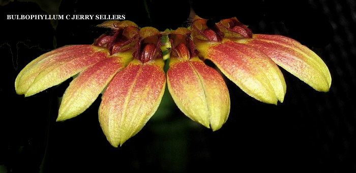 Bulbophyllum C Jerry Sellers