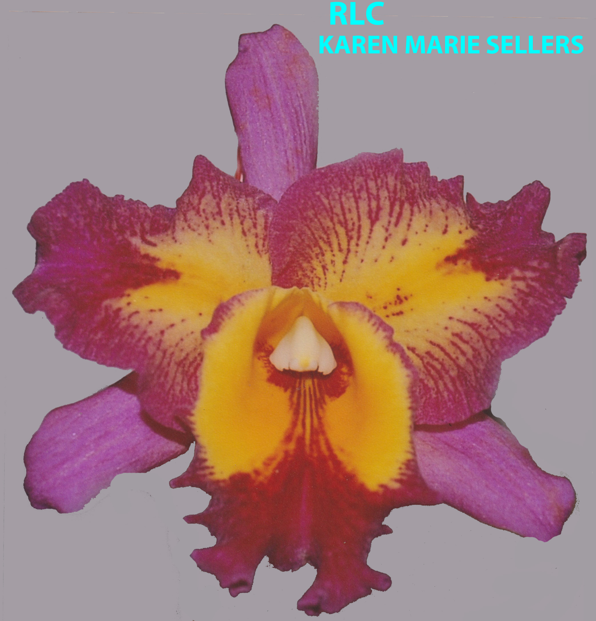 Rhyncholaeliocattleya Karen Marie Sellers