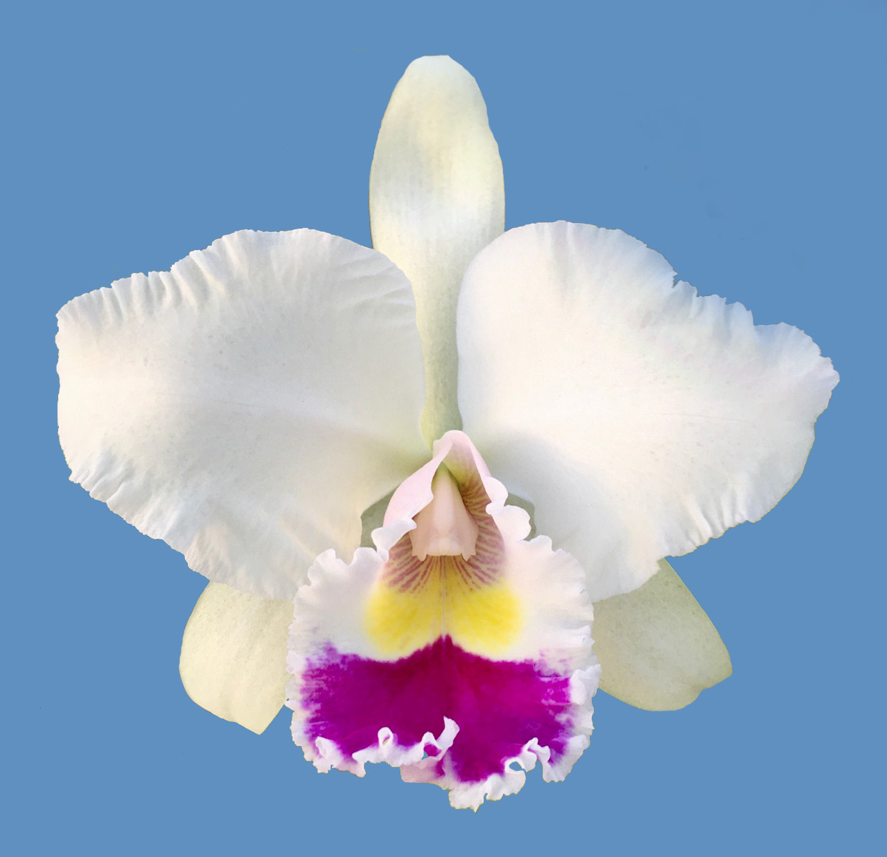 Rhyncholaeliocattleya Robert Shock Johnson