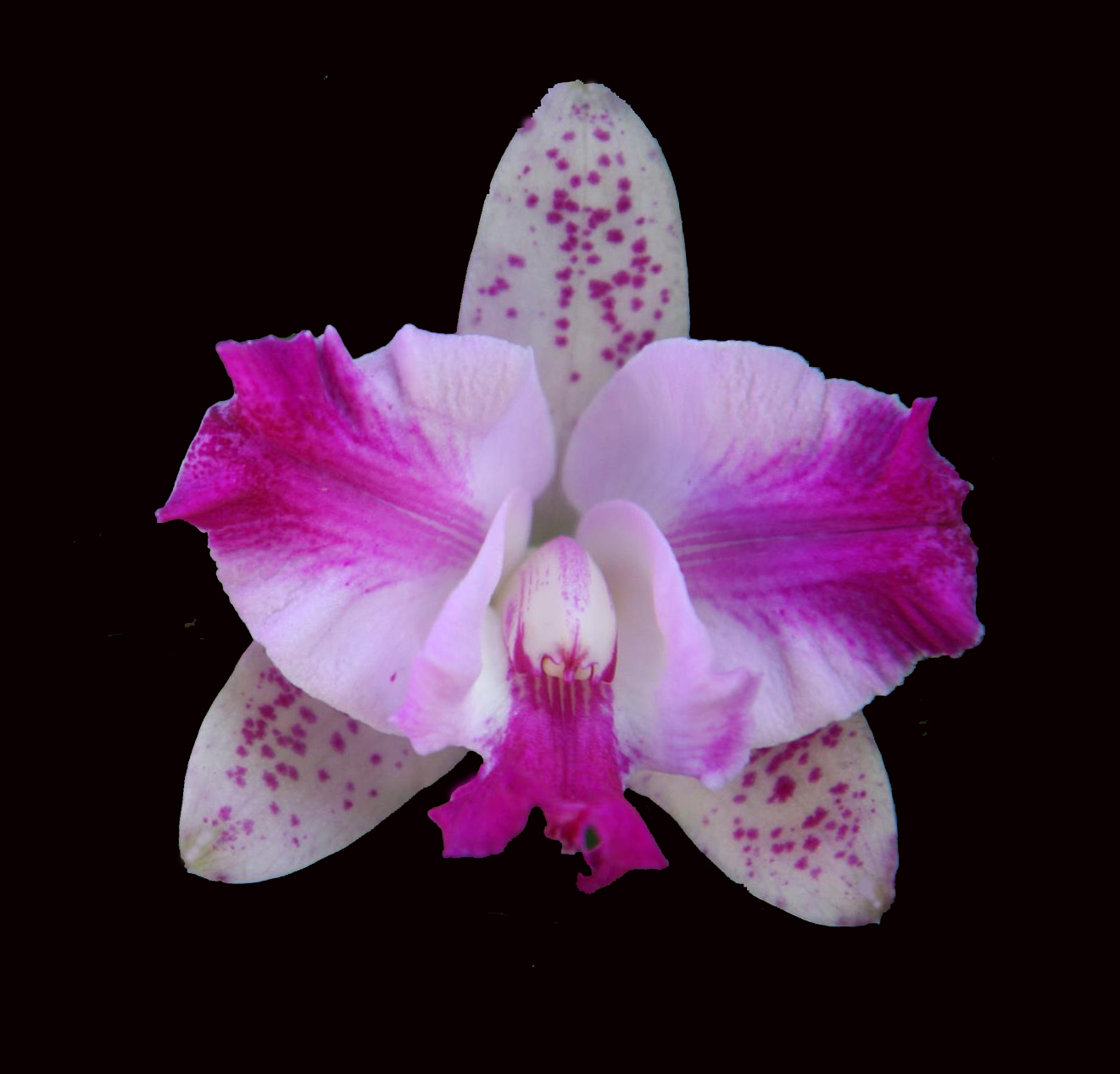 Rhyncholaeliocattleya Payton Ryleigh Sellers