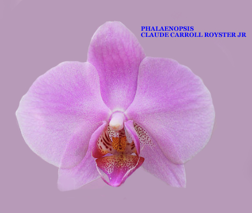 Phalaenopsis Claude Carroll Royster Jr